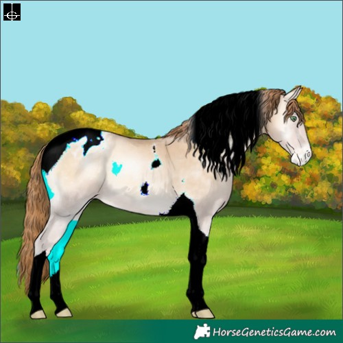 Horse Color:Buckskin Pearl Onyx Tobiano Blanket 