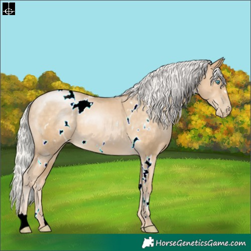 Horse Color:White Spotted Silver Buckskin Pearl 