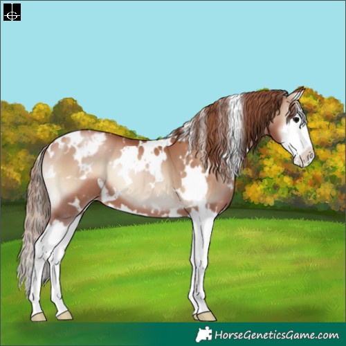 Horse Color:White Spotted Blue Onyx Pearl Splash Varnish