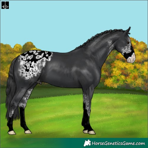 Horse Color:Black Sabino Appaloosa 
