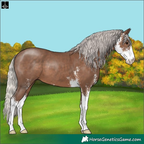 Horse Color:Silver Black Sabino 