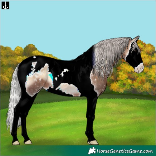 Horse Color:Silver Brown Onyx Splash Tobiano Appaloosa 