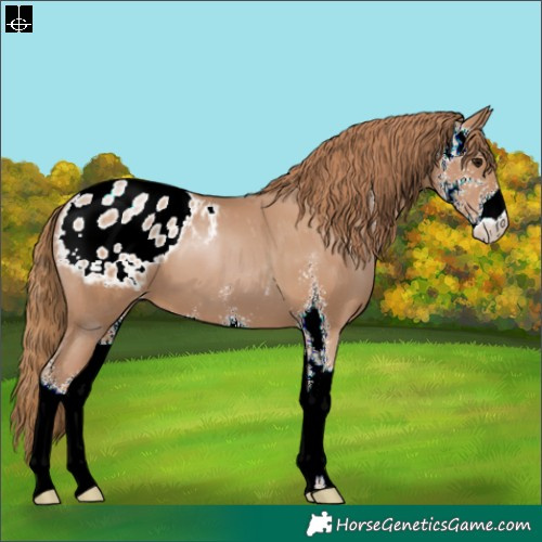 Horse Color:Black Pearl Sabino Blanket 
