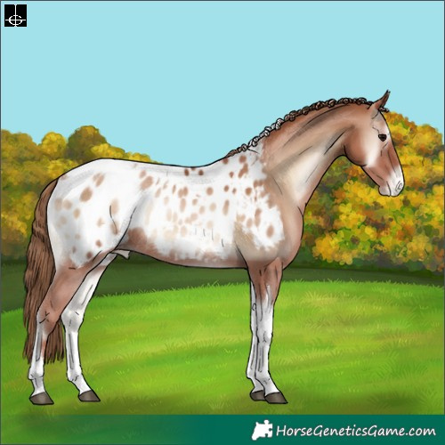 Horse Color:Blue Onyx Pearl Tobiano Appaloosa Rabicano
