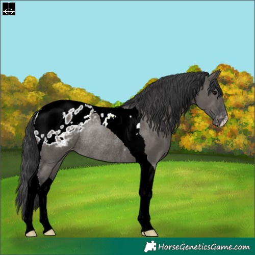 Horse Color:Grullo Tobiano Appaloosa Rabicano