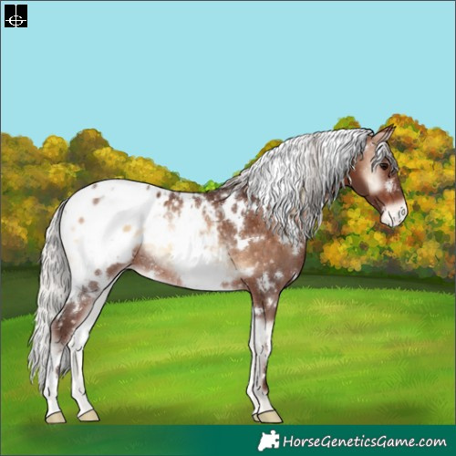Horse Color:White Spotted Silver Brown Onyx Appaloosa Rabicano 