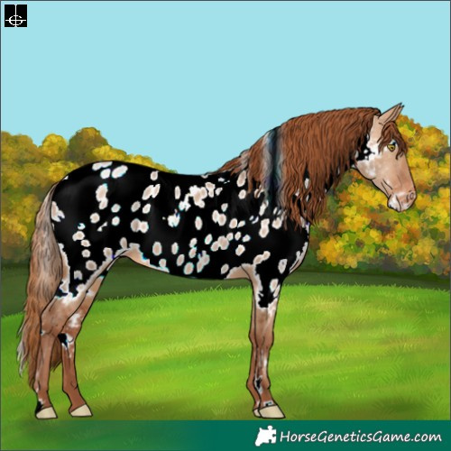 Horse Color:White Spotted Brown Pearl Dun Appaloosa 