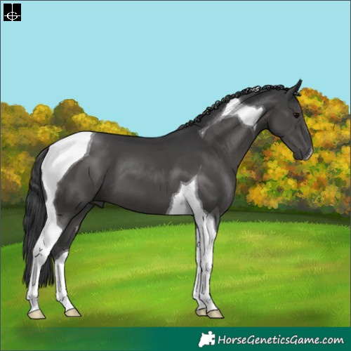 Horse Color:Black Tobiano