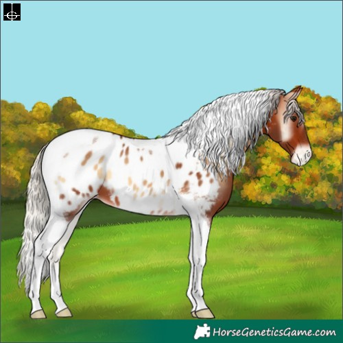 Horse Color:Silver Brown Onyx Tobiano Appaloosa