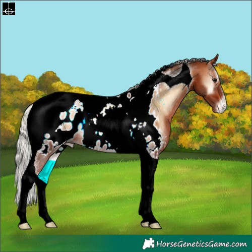 Horse Color:Silver Brown Onyx Tobiano Appaloosa Rabicano 