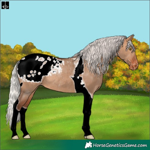 Horse Color:Silver Bay Dun Tobiano Appaloosa Rabicano 