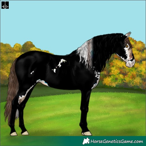 Horse Color:Brown Dun Tobiano Appaloosa 