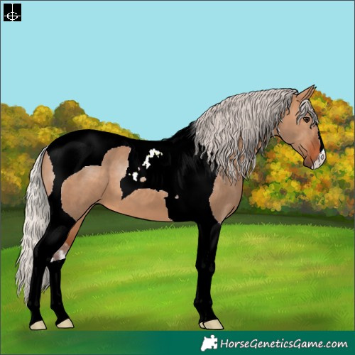 Horse Color:Silver Brown Dun Tobiano 
