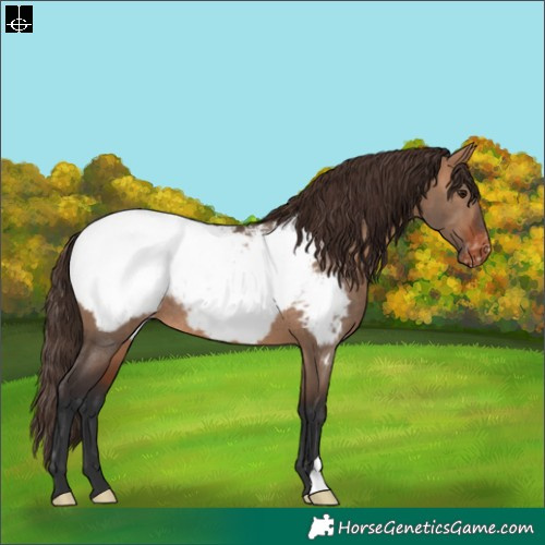 Horse Color:Bay Dun Appaloosa Rabicano 