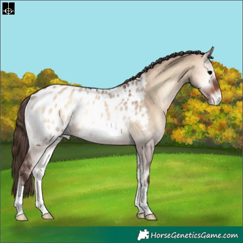 Horse Color:Bay Onyx Appaloosa Rabicano 