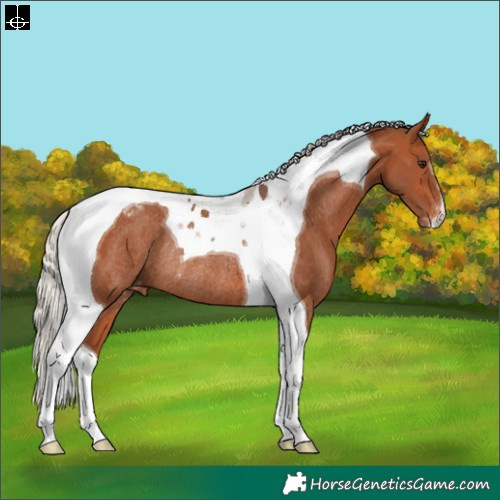 Horse Color:Silver Brown Tobiano Appaloosa Rabicano