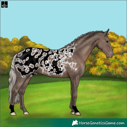 Horse Color:Silver Black Appaloosa 