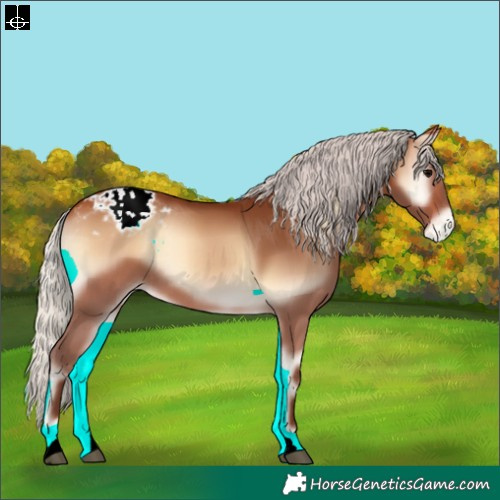 Horse Color:Silver Bay Onyx Appaloosa Rabicano
