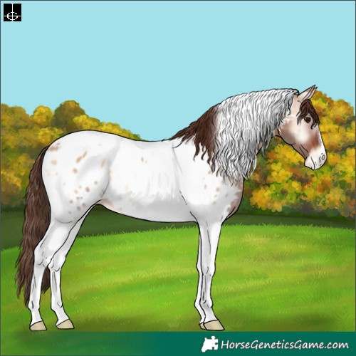 Horse Color:Bay Onyx Tobiano Appaloosa Rabicano 