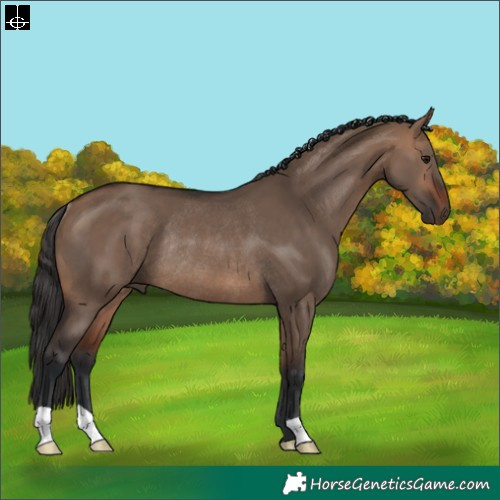 Horse Color:Bay Dun Rabicano