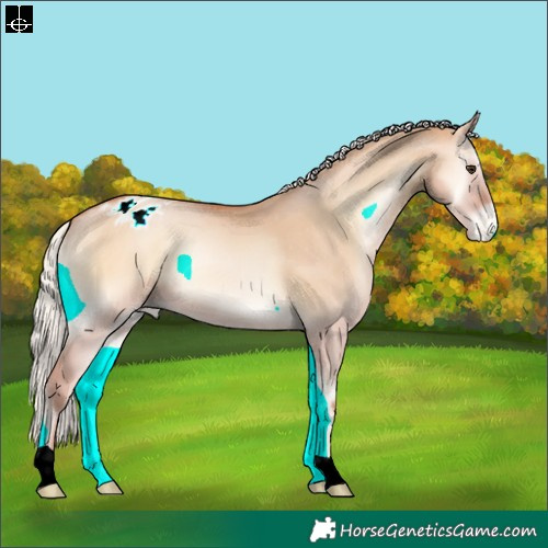 Horse Color:Silver Bay Pearl Onyx Appaloosa 