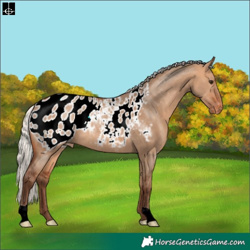 Horse Color:Silver Bay Dun Appaloosa Rabicano 