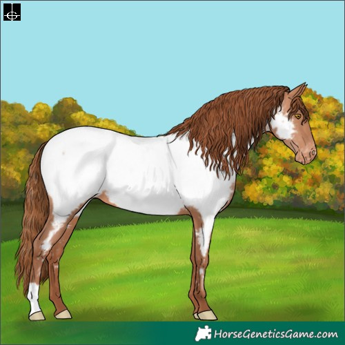 Horse Color:Bay Pearl Appaloosa