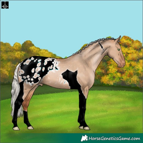 Horse Color:Silver Brown Pearl Dun Tobiano Appaloosa 