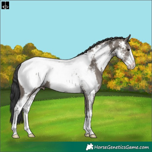Horse Color:Grullo Sabino Appaloosa 