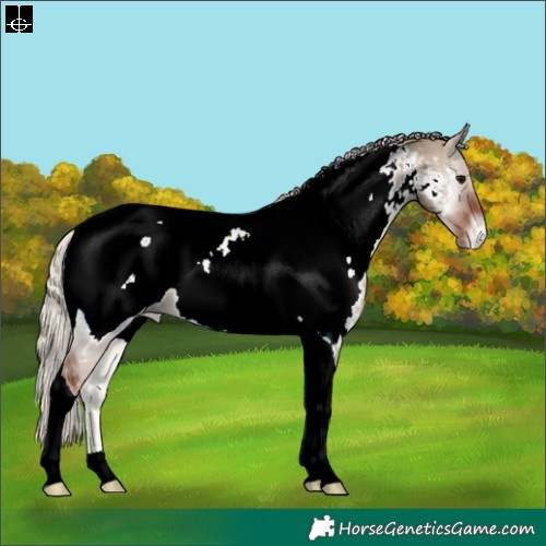 Horse Color:Silver Grullo Onyx Tobiano Appaloosa 