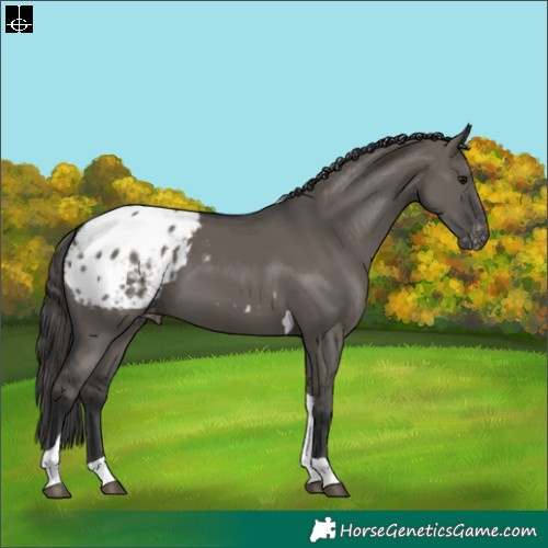 Horse Color:Grullo Tobiano Appaloosa 