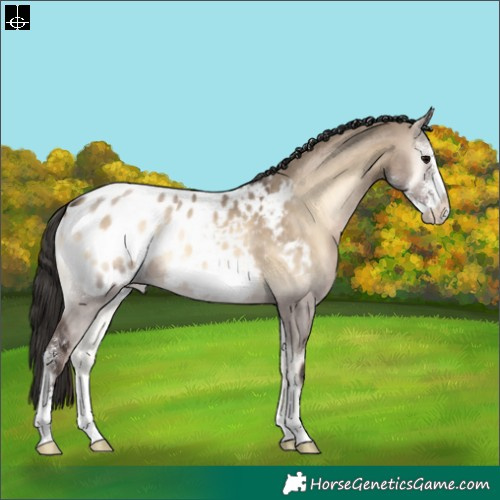 Horse Color:Brown Onyx Sabino Appaloosa 