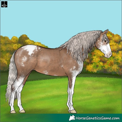 Horse Color:Silver Brown Dun Sabino Appaloosa 