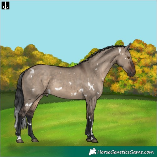 Horse Color:White Spotted Brown Dun Rabicano 