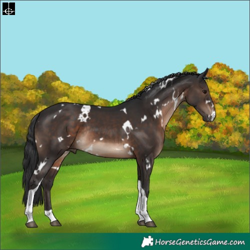 Horse Color:White Spotted Brown Tobiano Rabicano