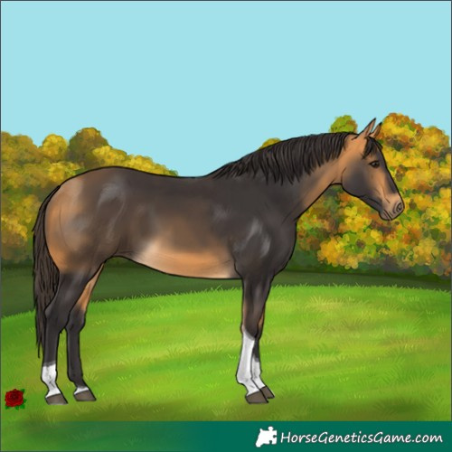 Horse Color:Buckskin Tobiano 