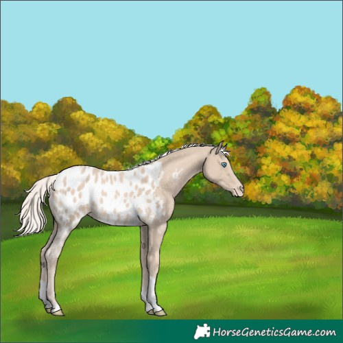 Horse Color:Cremello Sabino Tobiano Appaloosa