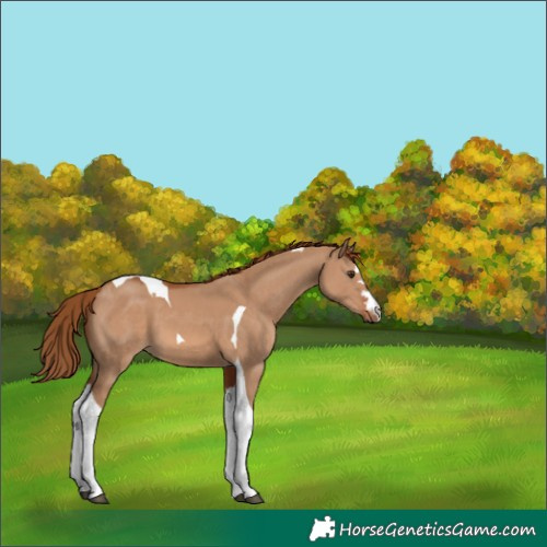 Horse Color:Red Dun Tobiano 