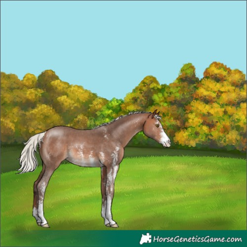 Horse Color:Silver Brown Sabino