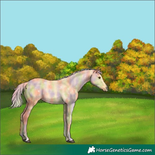 Horse Color:Nacre Palomino Dun 