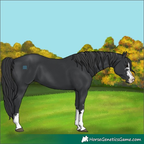 Horse Color:Black  and Black 