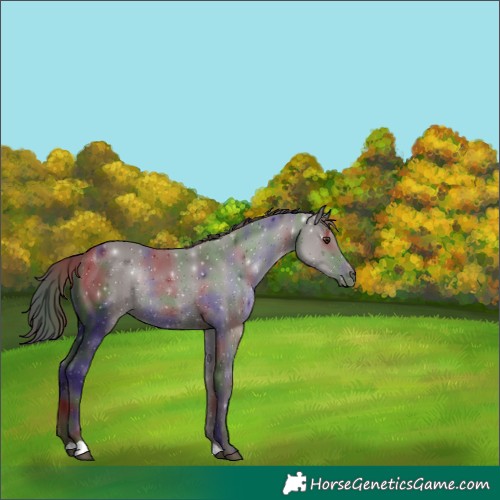 Horse Color:Nacre Liver Chestnut Rabicano