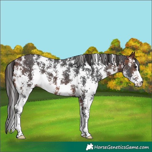 Horse Color:Bay Sabino