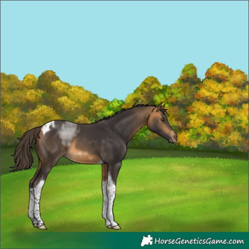 Horse Color:Buckskin Tobiano
