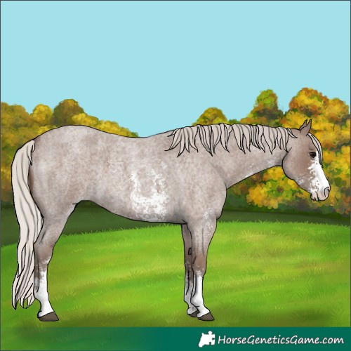 Horse Color:Silver Blue Roan Sabino 