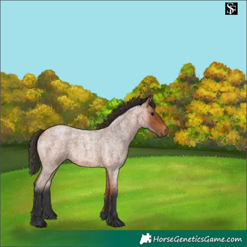 Horse Color:Bay Roan 