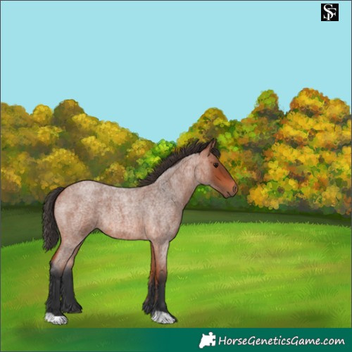 Horse Color:Bay Roan 