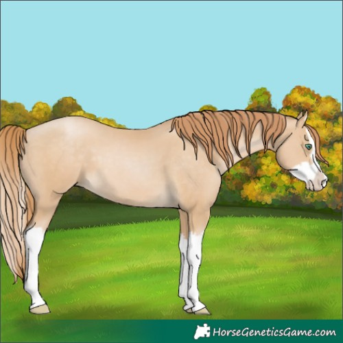 Horse Color:Smoky Black Pearl Splash 