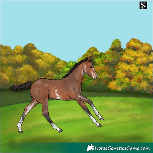 Horse Color:Bay Sabino