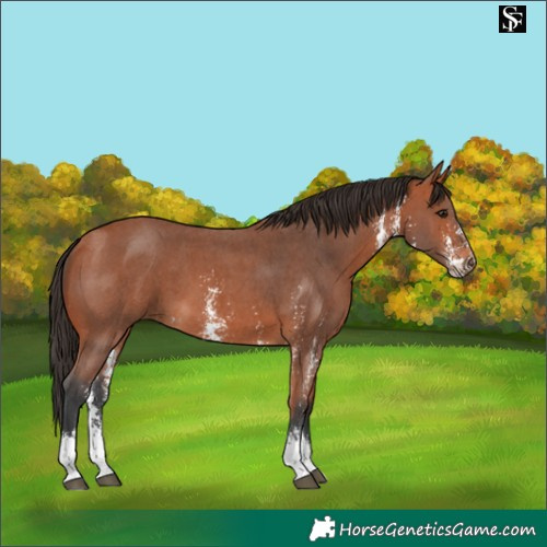Horse Color:Bay Sabino 